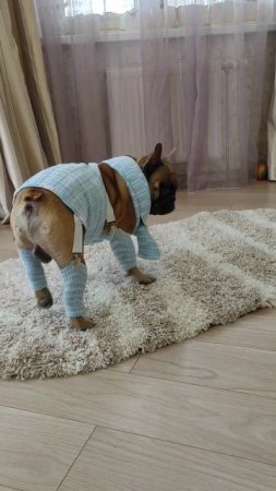 Мулен Руж отдыхает #французскийбульдог #собака #собакиприколы #бульдоги #одеждадлясобак