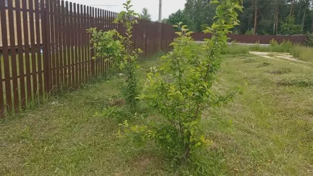 Деревенская жизнь , Соседи косят мою траву , СКАНДАЛА НЕ БУДЕТ, съездила В ГОРОД что привезла
