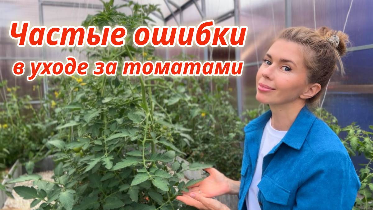 Чем подкормить томаты для хорошего урожая. Как поливать томаты правильно