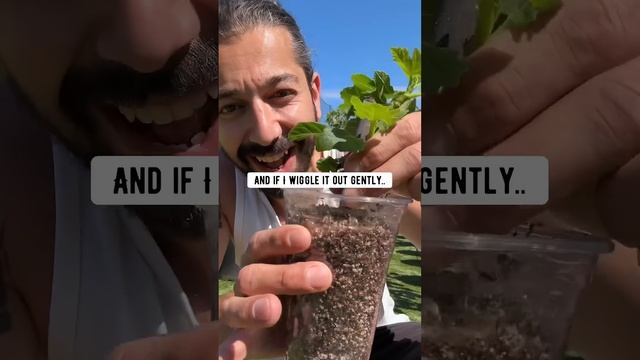 From a stick to a tree - How to grow fig trees from cuttings! creative explained