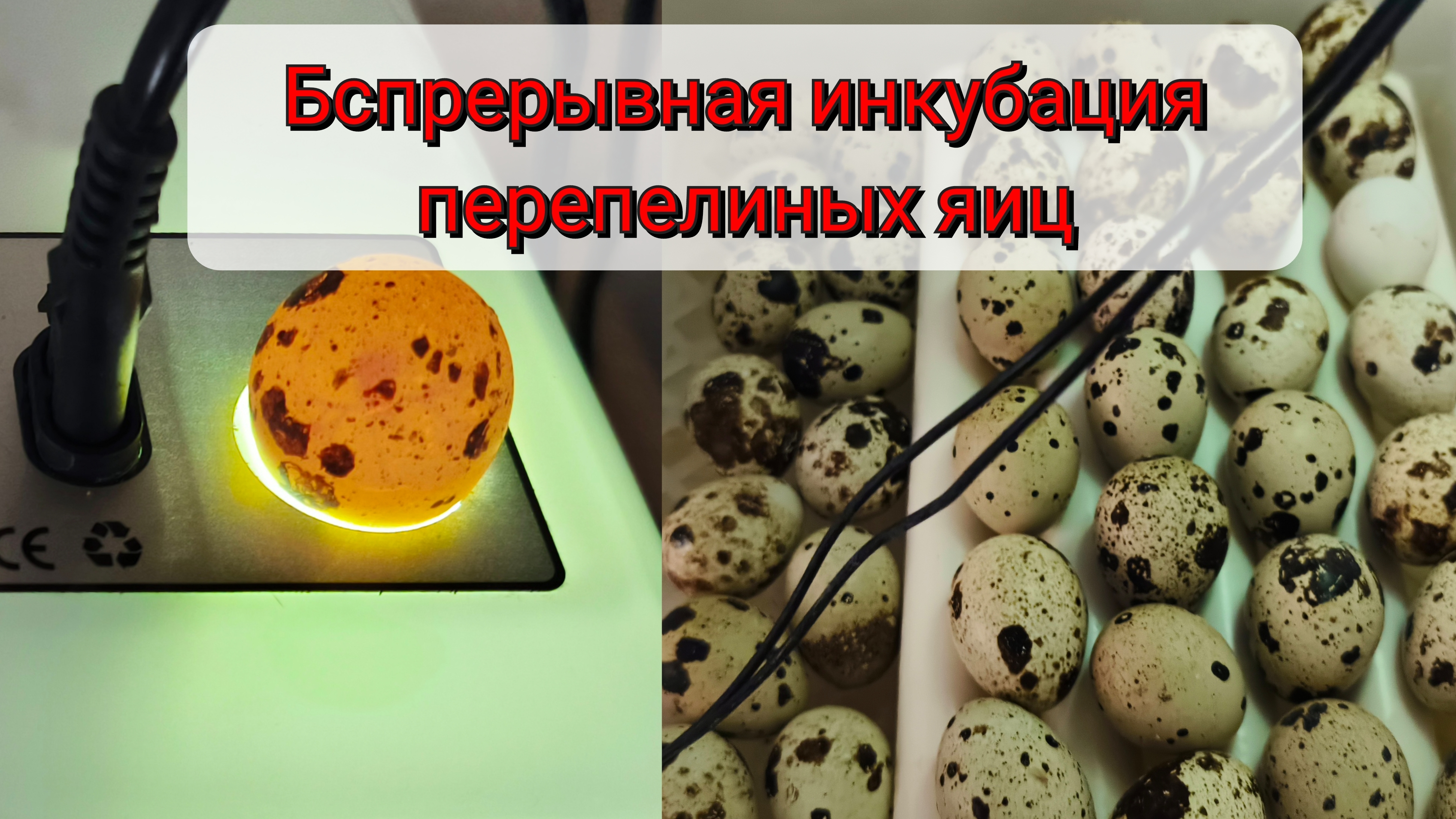 Беспрерывная инкубация перепелиных яиц