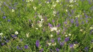 Шалфей и зацветающий луг под музыку Мендельсона на крыльях песни