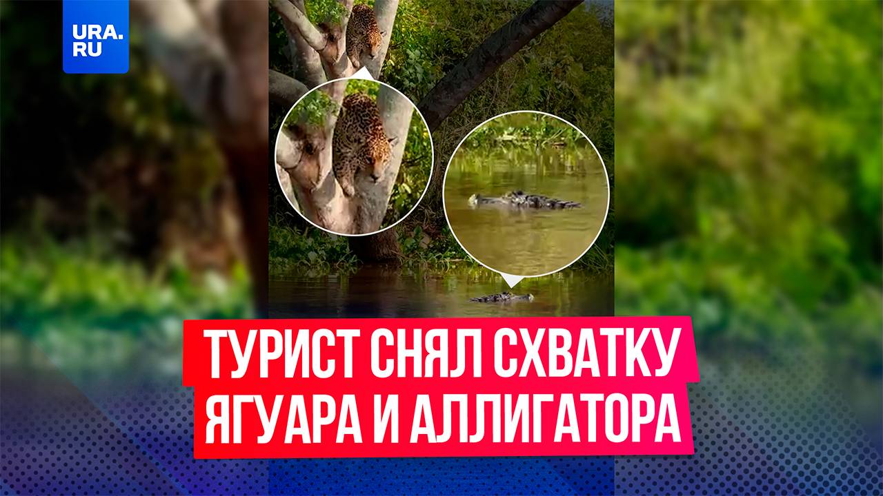 Турист заснял схватку ягуара и аллигатора в бразильских джунглях