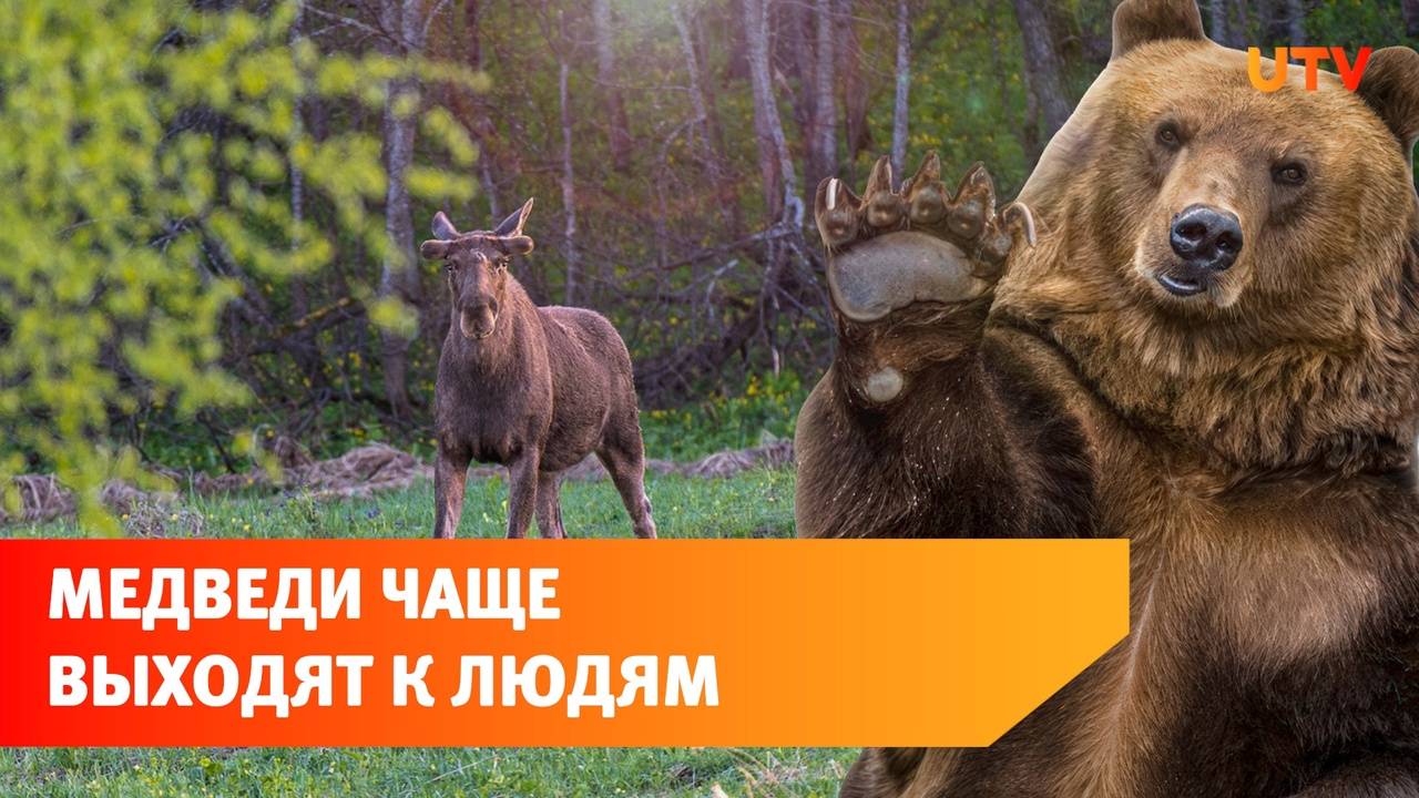 В Башкирии растёт число диких животных. Медведи всё чаще выходят к людям