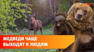 В Башкирии растёт число диких животных. Медведи всё чаще выходят к людям