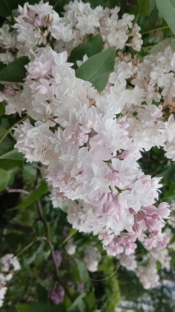 The road of FLOWERS-the Life of a BEE ,жизнь ПЧЕЛЫ -дорога цветов