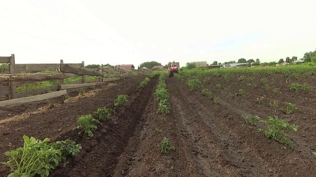 19 июня 2025 Второе окучивание Киль для окучника