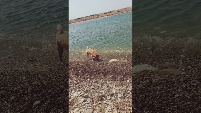 ШАРИК ЛАЗАРЕВСКИЙ. ИГРА В КАМУШКИ НА РЕКЕ.