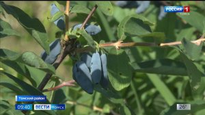 Вести-Томск, выпуск от 19.06.2025 09:30