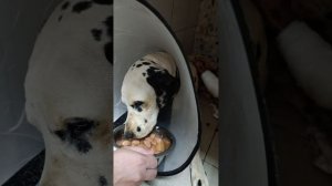 Лотос пёсик с отораанной лапой