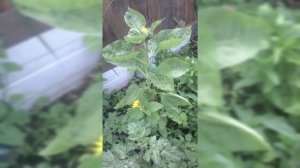 Настроение Лето