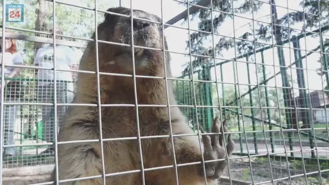 Пополнение сразу в нескольких звериных семьях: в абаканском зоопарке бэби-бум, а также новые жильцы