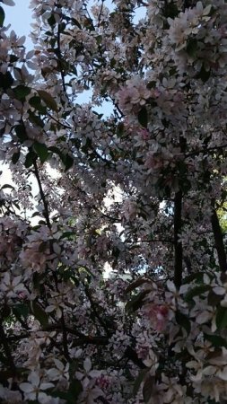 ЯБЛОНИ САКУРАThe road of FLOWERS-the Life of a BEE ,жизнь ПЧЕЛЫ -дорога цветов