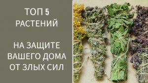 ТОП 5 РАСТЕНИЙ НА ЗАЩИТЕ ВАШЕГО ДОМА ОТ ЗЛЫХ СИЛ