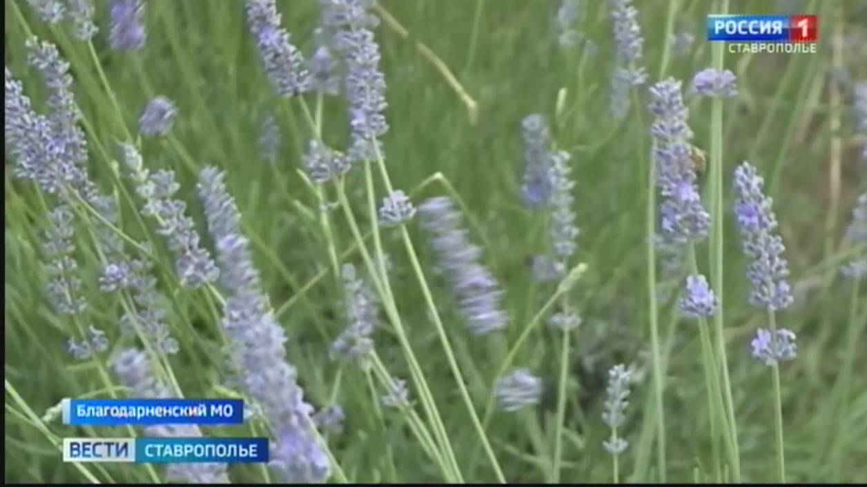 На Ставрополье вырастили снежного барса