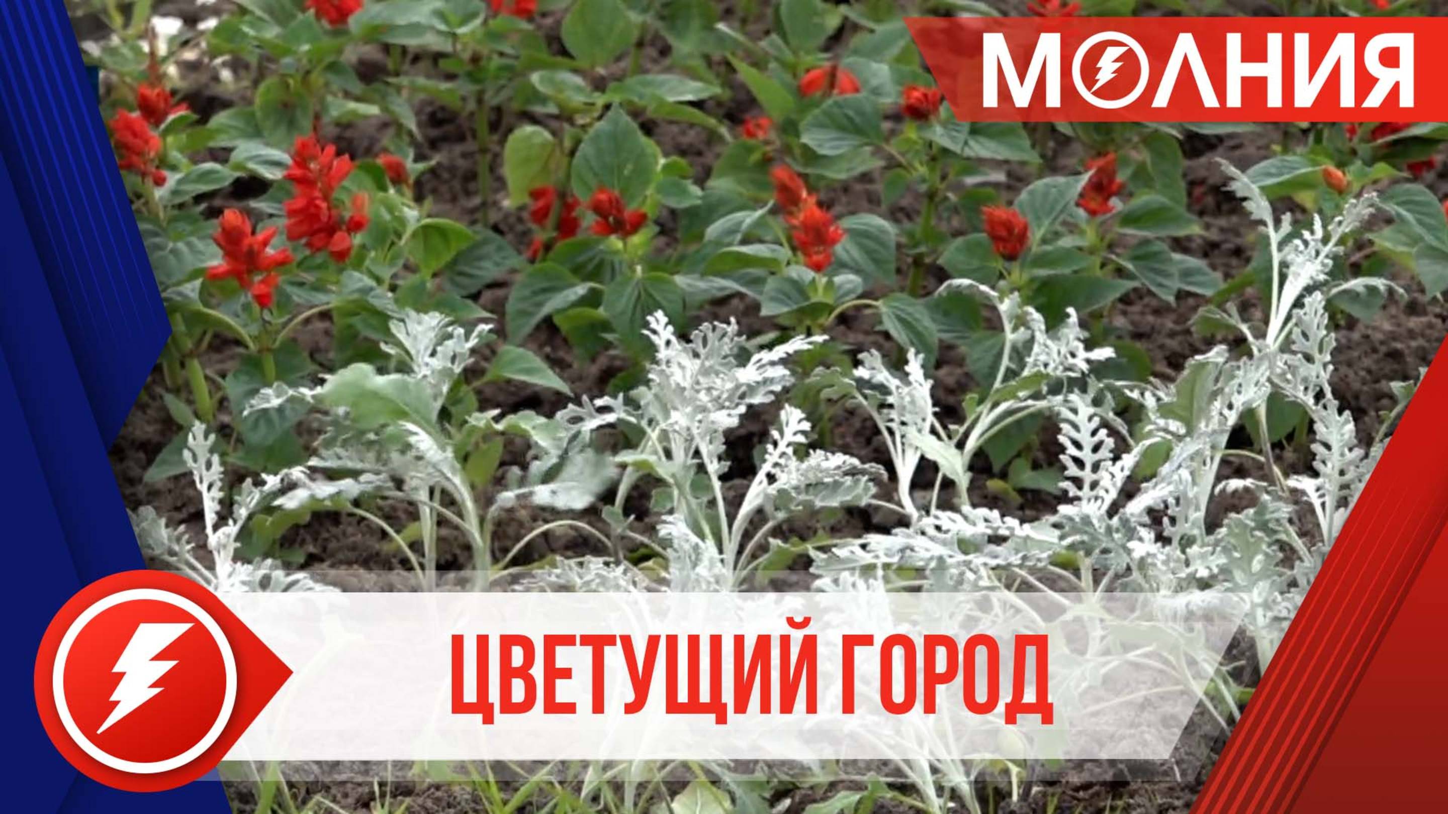 80 тысяч саженцев цветов высадят на улицах Тарко-Сале