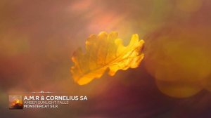 Amber Sunlight Falls