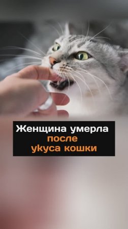 Женщина умерла после укуса кошки