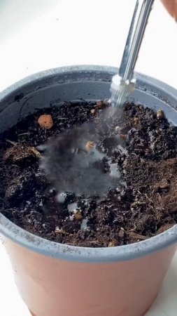 How to grow a baby lime tree! creative explained