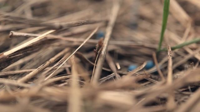 7 бесплатных уроков про мульчу Как мульчировать почву