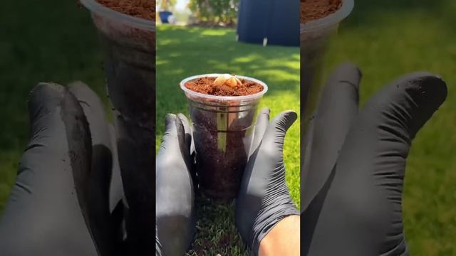 Every time you throw out an avocado seed, you could’ve had a tree! creative explained