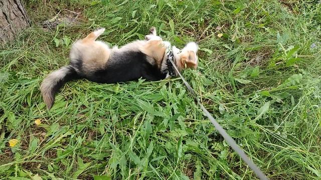 Срочно надо скрыть свой запах, надо быть всегда на голове, а то вдруг найдут гав