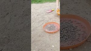 Cosmo Сад в д.Андреевка. Прогулка. 2/3 группа.