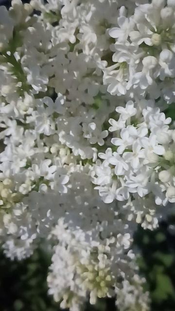 The road of FLOWERS-the Life of a BEE ,жизнь ПЧЕЛЫ -дорога цветов