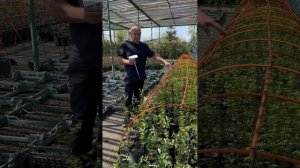 метасеквойя 1100