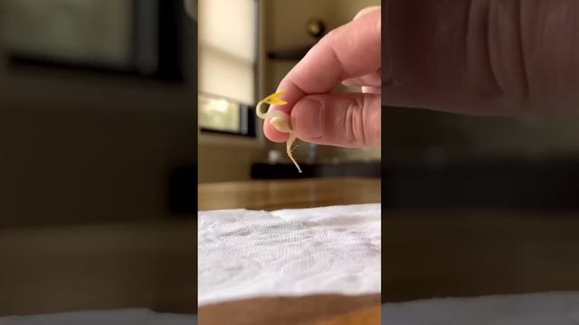 How to grow a lemon tree with lemons from the supermarket! creative explained