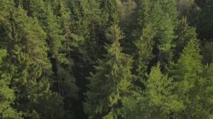 Там где клен шумит