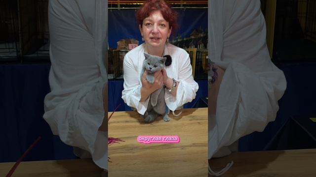 Британская короткошерстная на выставке кошек. Судья Елена Бутомова