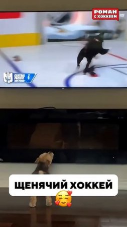 Почему это так мило? #nhl #nhlhockeyislife #hockey #спорт #хоккей #кхл #юмор #stanleycup #icehockey