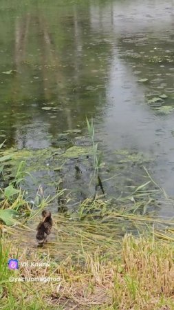 Утка и шесть утят.