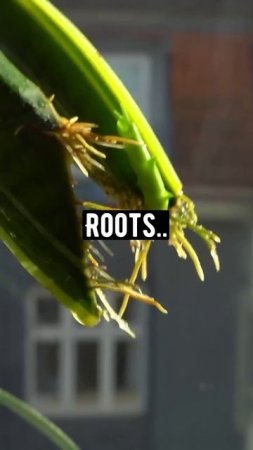 Snake Plant Magic | creative explained
