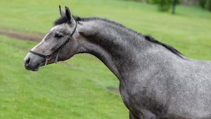 Концерт, жеребец орловской рысистой породы 2024 г.р.