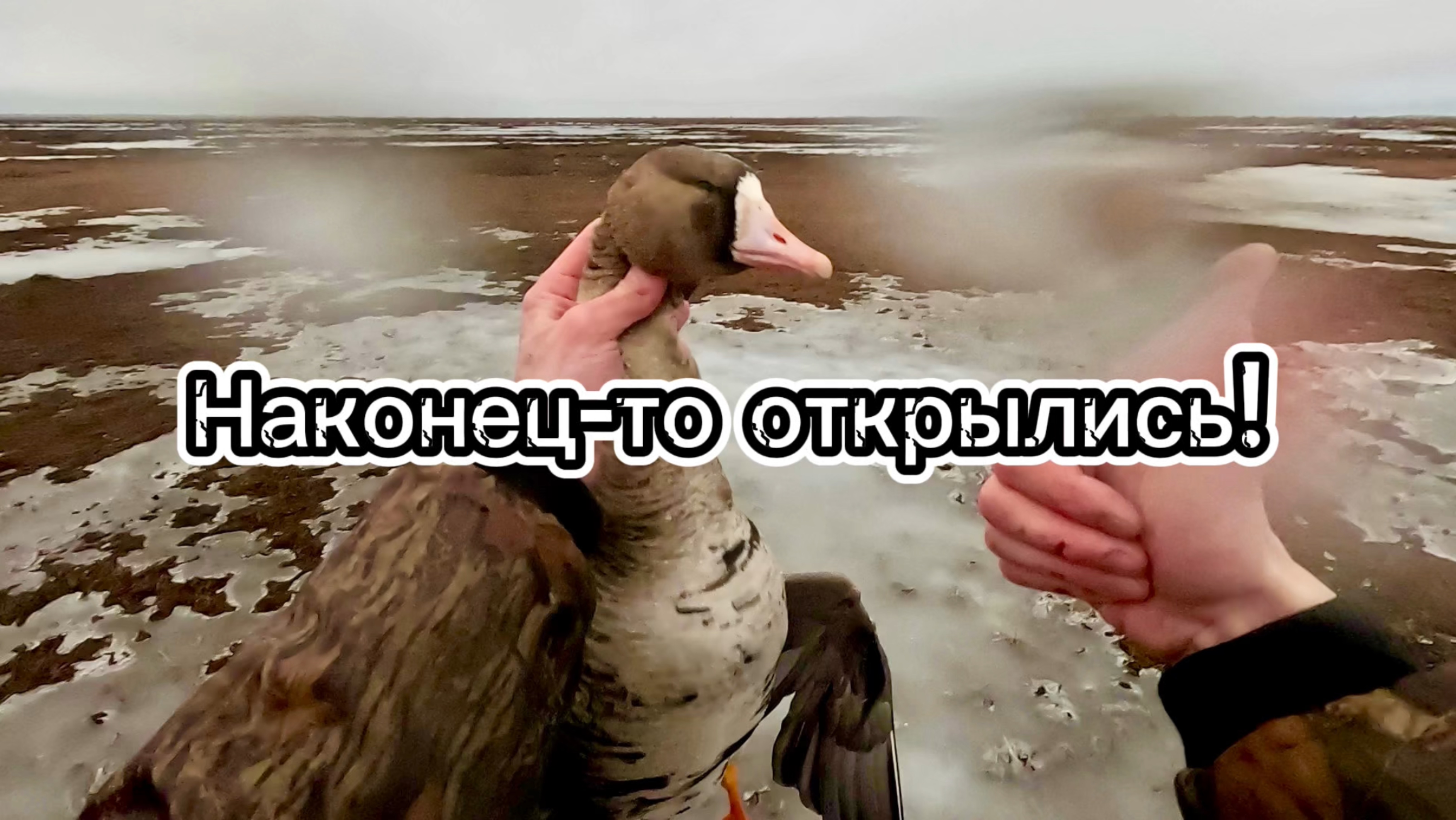 Охота на гуся в Республике Коми, весна 2025, 3-й и 4-й день