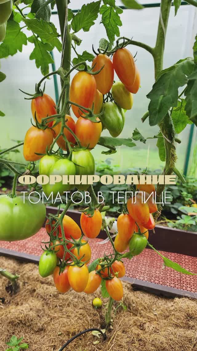 Формирование томатов в теплице