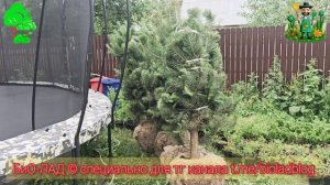 Привоз растений на объект (подробнее в описании)