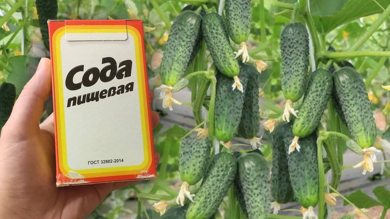 Необходимо дать соду в июле огурцам🥒, чтобы ведрами собирать урожай 🪣