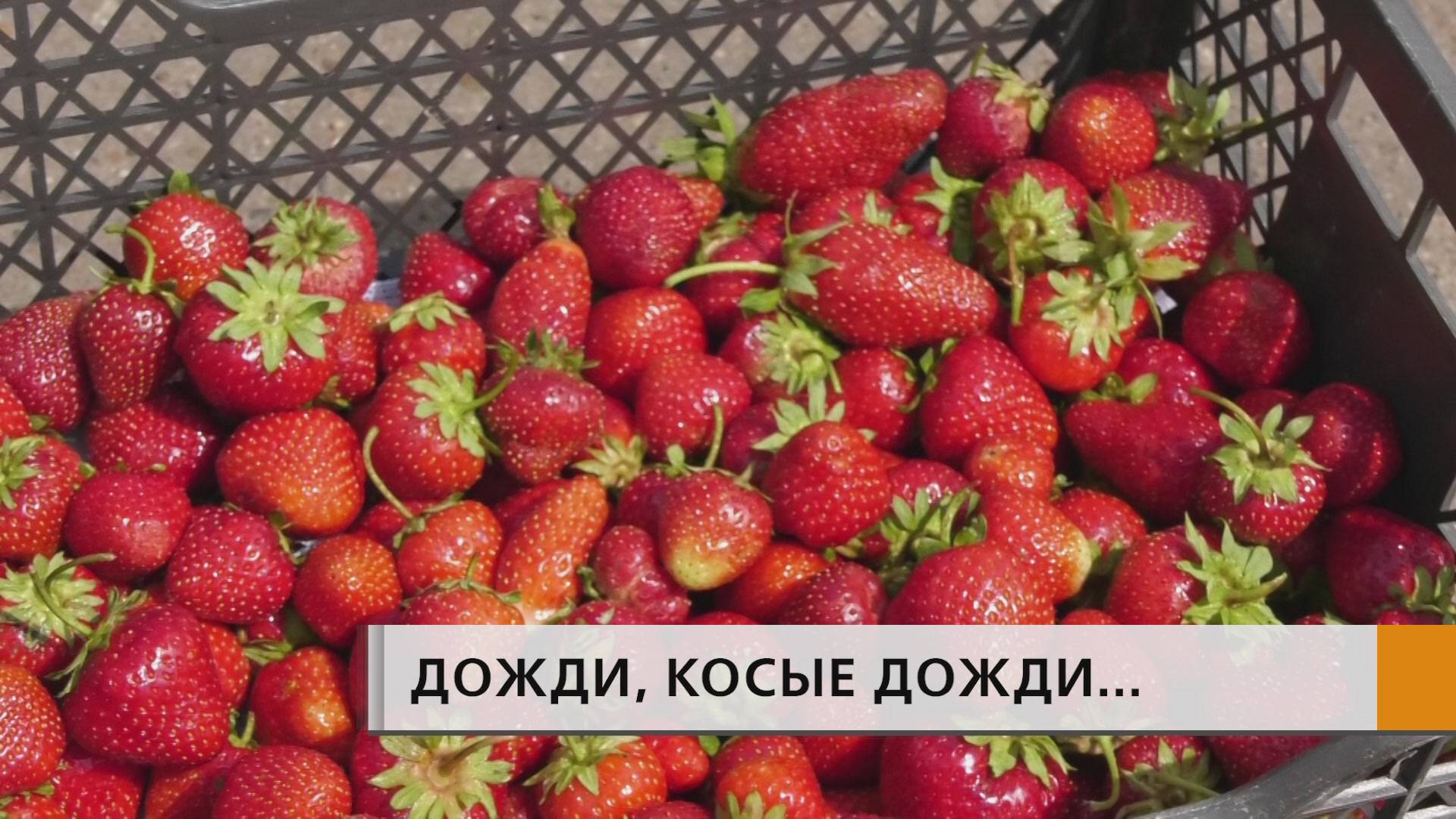 Ягоды гниют, помидоры болеют