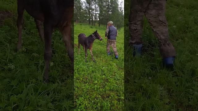 Жеребёнок стоял 3-4 дня со своей умершей матерью.