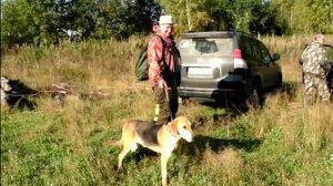 В гостях у Александра Серова.Нагонка молодых гончих - Тор вл. Серов А. и Аргон вл.Шатров В.#hunting