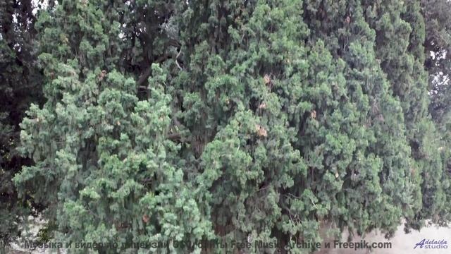 Ритмы поднимают над землёй и несут сквозь леса - Agonizar (XXXI) -- opo -- Estudios Indigeniformes
