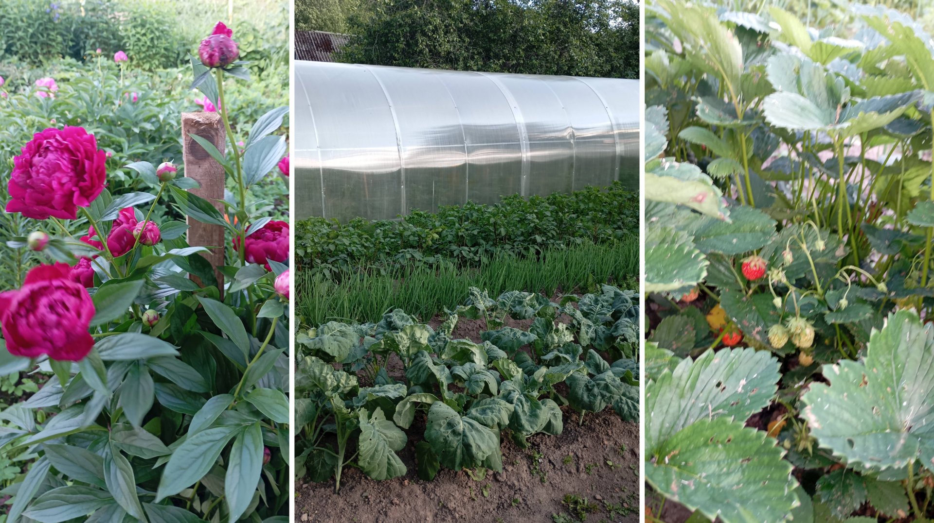 18.06.25г. Вот я и дома ♥ огород, обрабатываю капусту смотреть онлайн