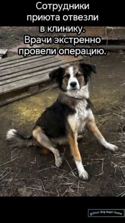 Боль забыта