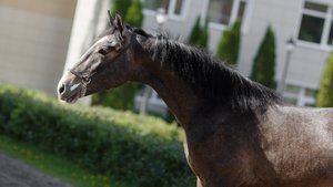 Калым, жеребец орловской рысистой породы 2024 г.р.