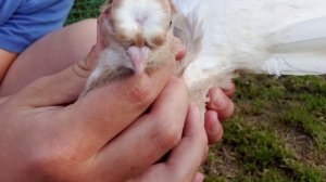 Ейске двухчубые