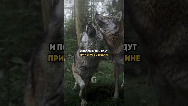 Как сформирована стая Волков наглядно!