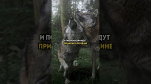 Как сформирована стая Волков наглядно!